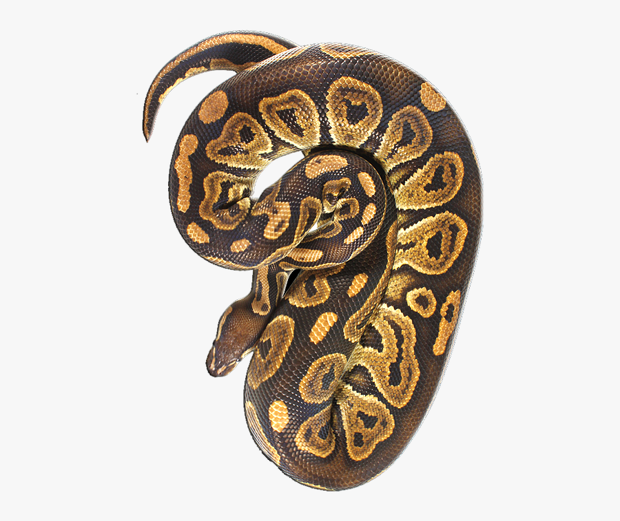 Clip Art Royal Python Ranch Canada - Burmese Python, Transparent Clipart