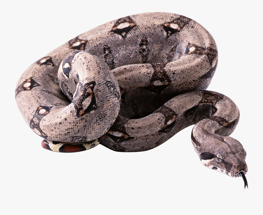 Python Snake Png, Transparent Clipart
