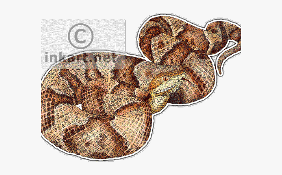 Draw Snake In Color, Transparent Clipart