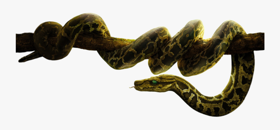 Boa - Jungle Book Hd Png, Transparent Clipart