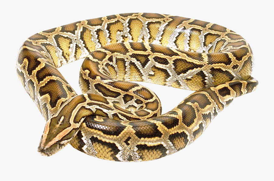 Burmese Python Transparent Background, Transparent Clipart