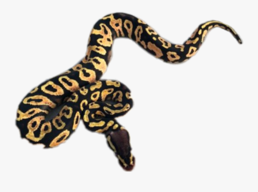 #ball #python #ballpython #piton #bola #animal #cute - Burmese Python, Transparent Clipart