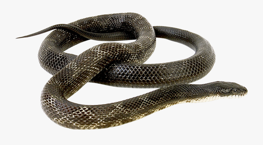 Grass Snake No Background, Transparent Clipart