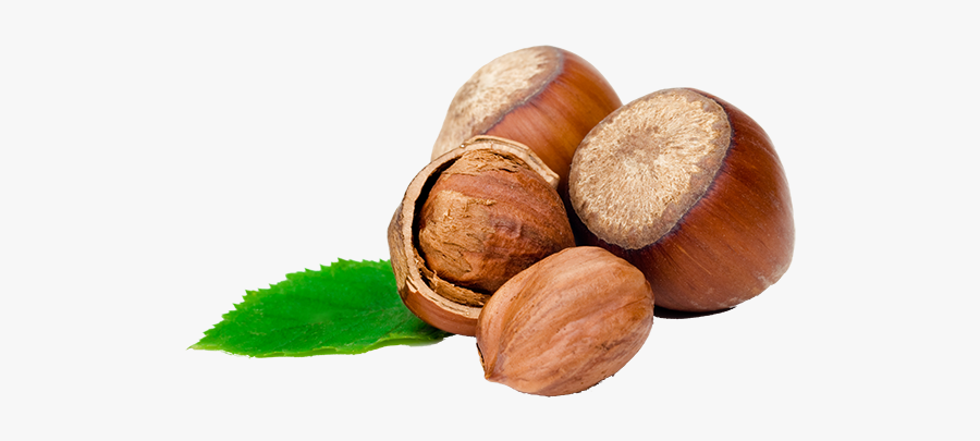 Chestnut High Resolution, Transparent Clipart