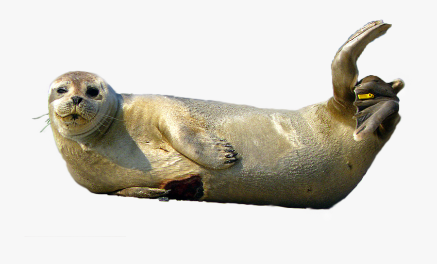 Seal Animal Transparent Background, Transparent Clipart