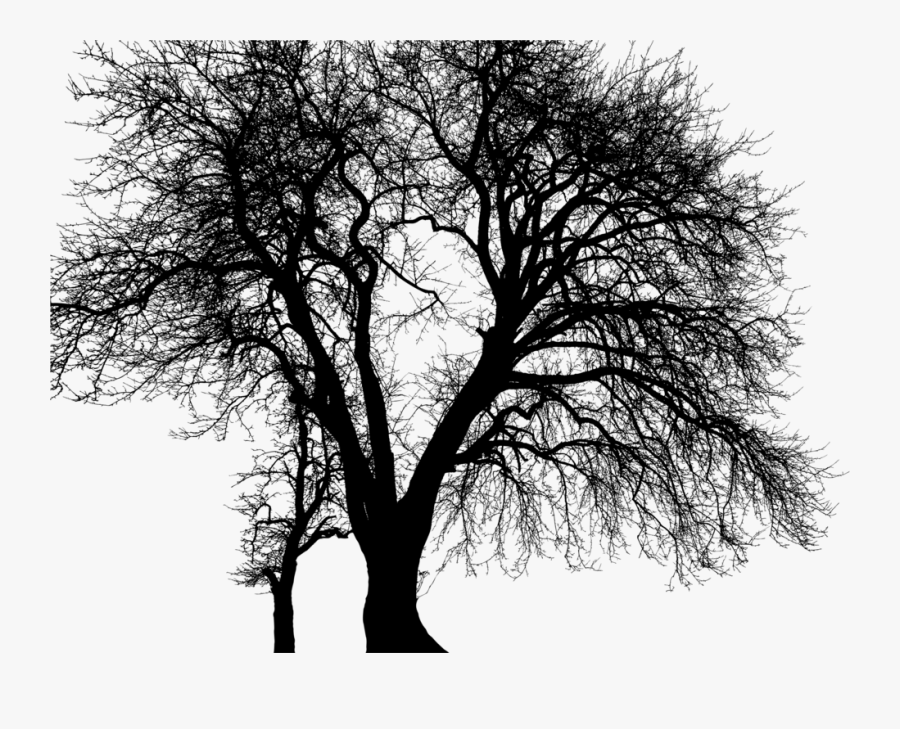 Plant,monochrome Photography,sky - Oak, Transparent Clipart