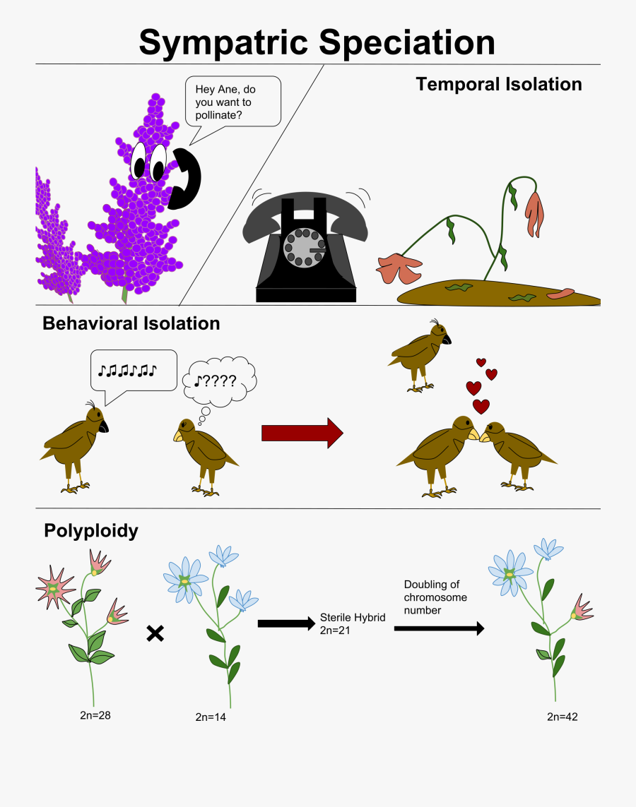 All About Clipart Examples - Prezygotic Vs Postzygotic, Transparent Clipart