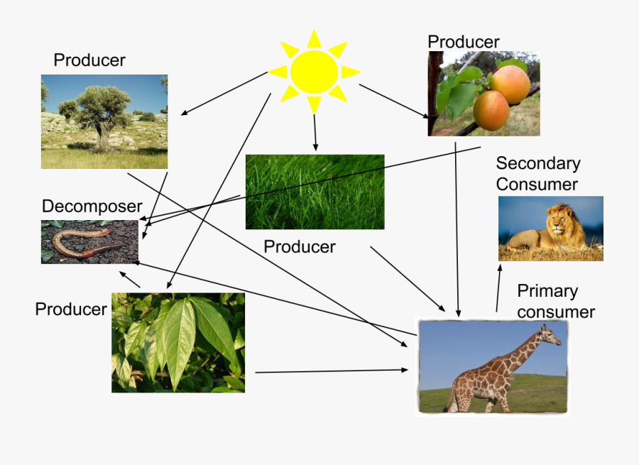 Producers Food Web In - Scatter Masai Giraffe Food Chain, Transparent Clipart