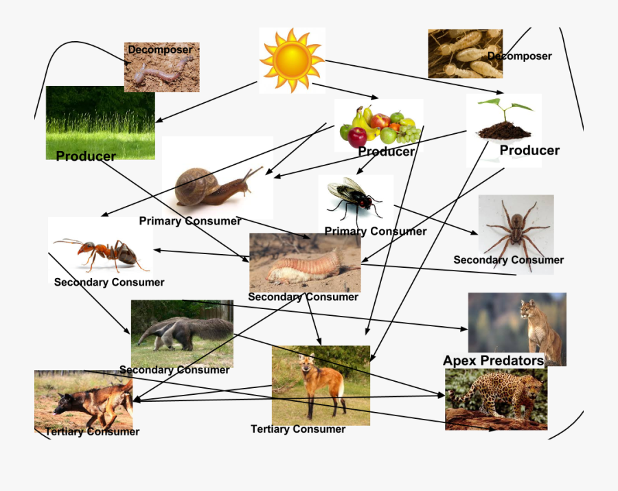 Transparent Food Chain Clipart - Food Web For Ants , Free Transparent ...