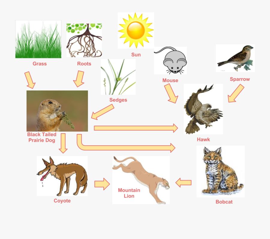 Feeding Habits Black Tailed - Food Web Prairie Dog, Transparent Clipart