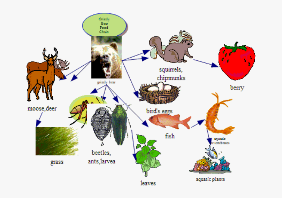 Rock Clipart Abiotic - Alaskan Brown Bear Food Web, Transparent Clipart