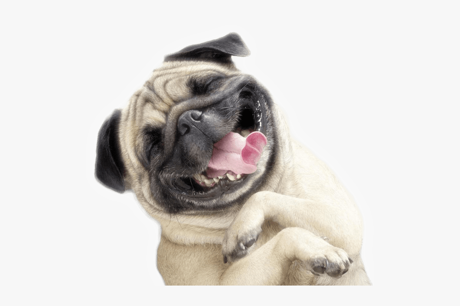 Funny Animal Png 5 The Poo Pros - Funny Dog Transparent Png, Transparent Clipart