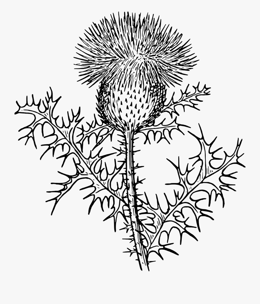 Transparent Weed Plant Png - Thistle Black And White Clipart, Transparent Clipart