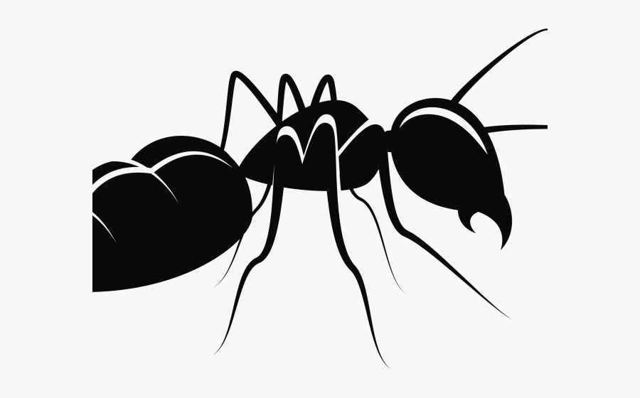 Clipart Of The Day - Ant For Drawing, Transparent Clipart
