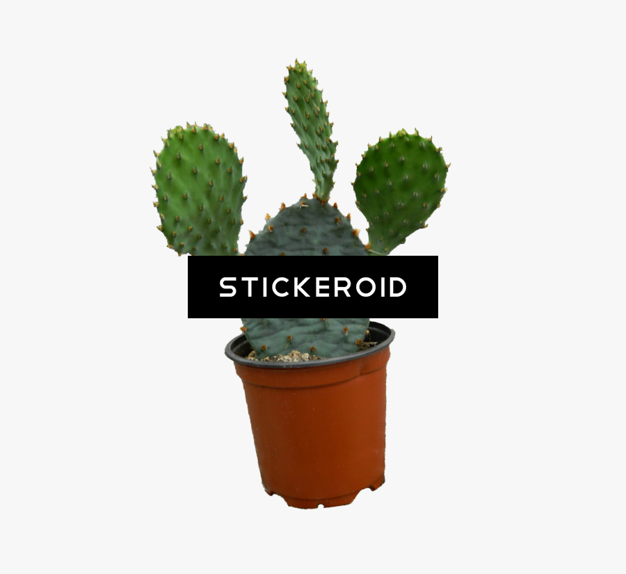 Cactus Plant Clipart , Png Download - Portable Network Graphics, Transparent Clipart