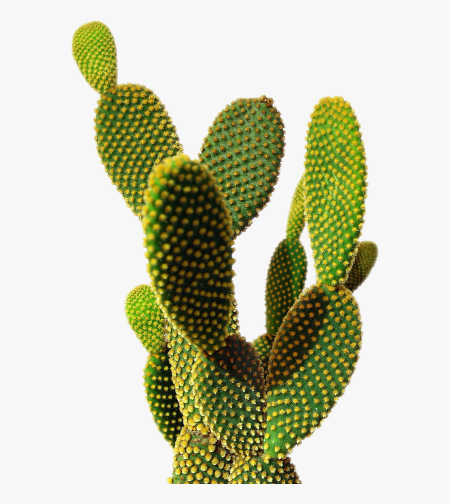 Cactus Transparent Background, Transparent Clipart