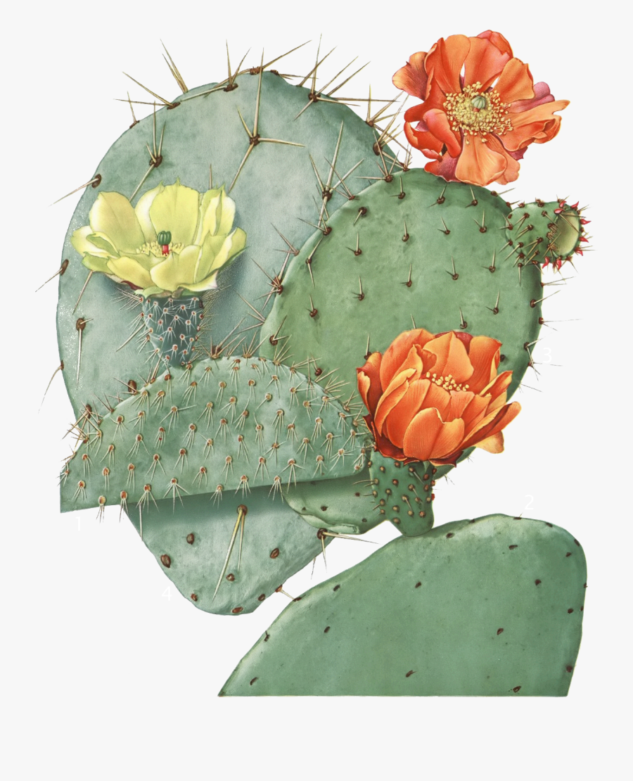 Opuntia Ficus Indica, Transparent Clipart