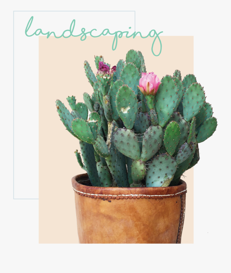 Eastern Prickly Pear, Transparent Clipart