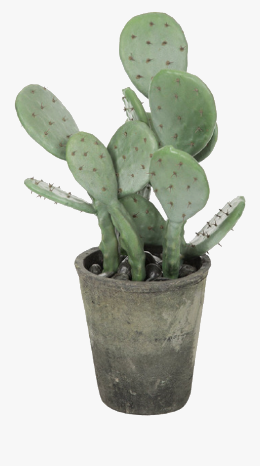 Cactus Aesthetic Png, Transparent Clipart