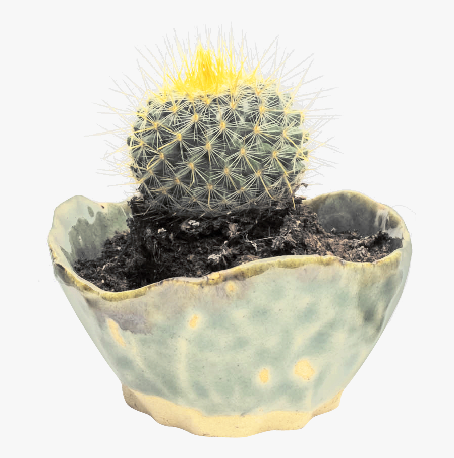 Cactus, Transparent Clipart