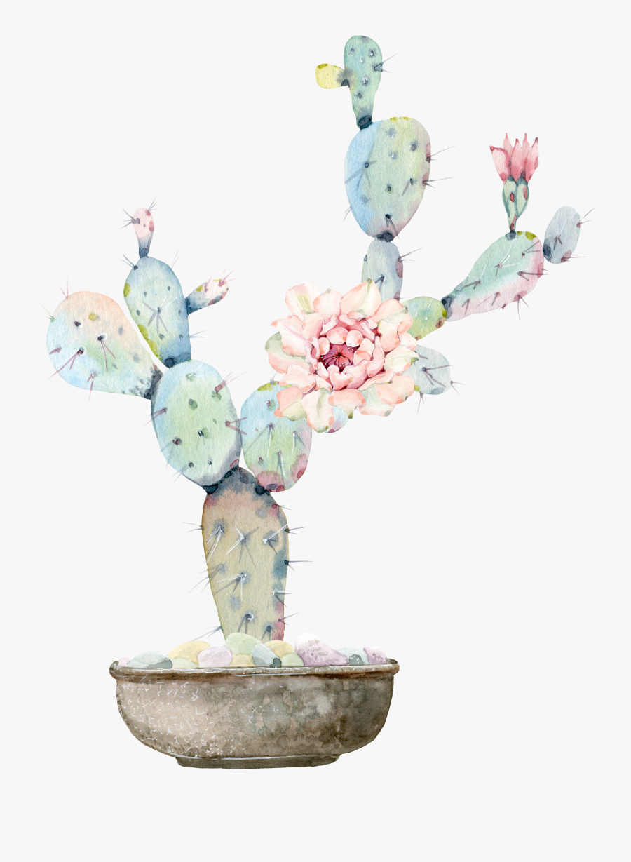 Drawing Cactus Watercolour, Transparent Clipart
