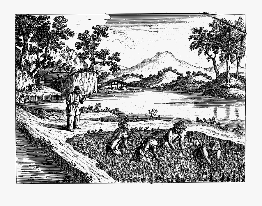 Развитие земледелия на берегах ганга какая страна. Древний Китай рисовые поля гравюра. Земледелие в Китае 16-17 век. Рисовые поля Японии 19 век. Поле гравюра.