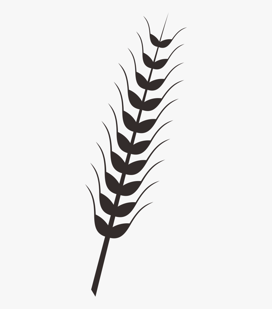 Wheat Rice Drawing Clip Art - Wheat Drawing Png, Transparent Clipart