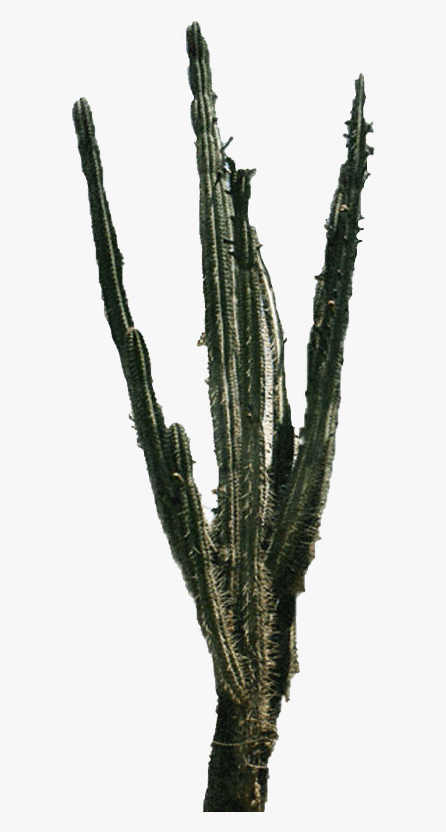 Cactus Plant Image Png, Transparent Clipart
