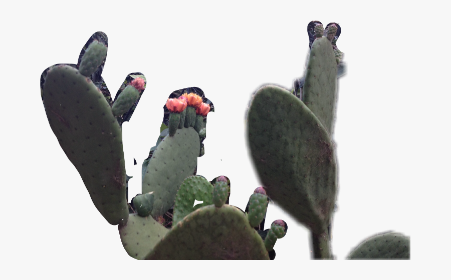 Mexico Cactus Freetoedit - Barbary Fig, Transparent Clipart