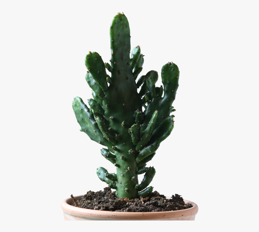 Cactus Freetoedit - Cactus With Transparent Background, Transparent Clipart
