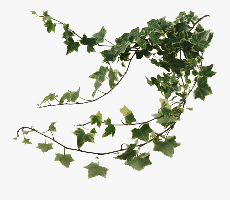 Ivy Wall Png Clipart Black And White - Ivy Png, Transparent Clipart