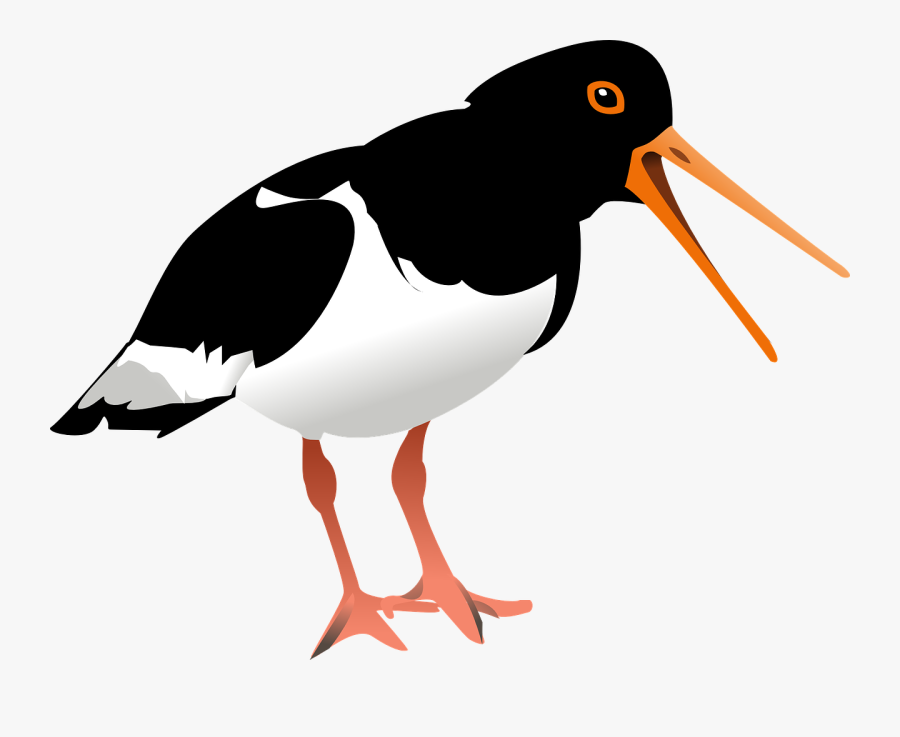 Oyster, Catcher, Bird, Ave, Wildlife, Oystercatcher - Oystercatcher Clipart, Transparent Clipart