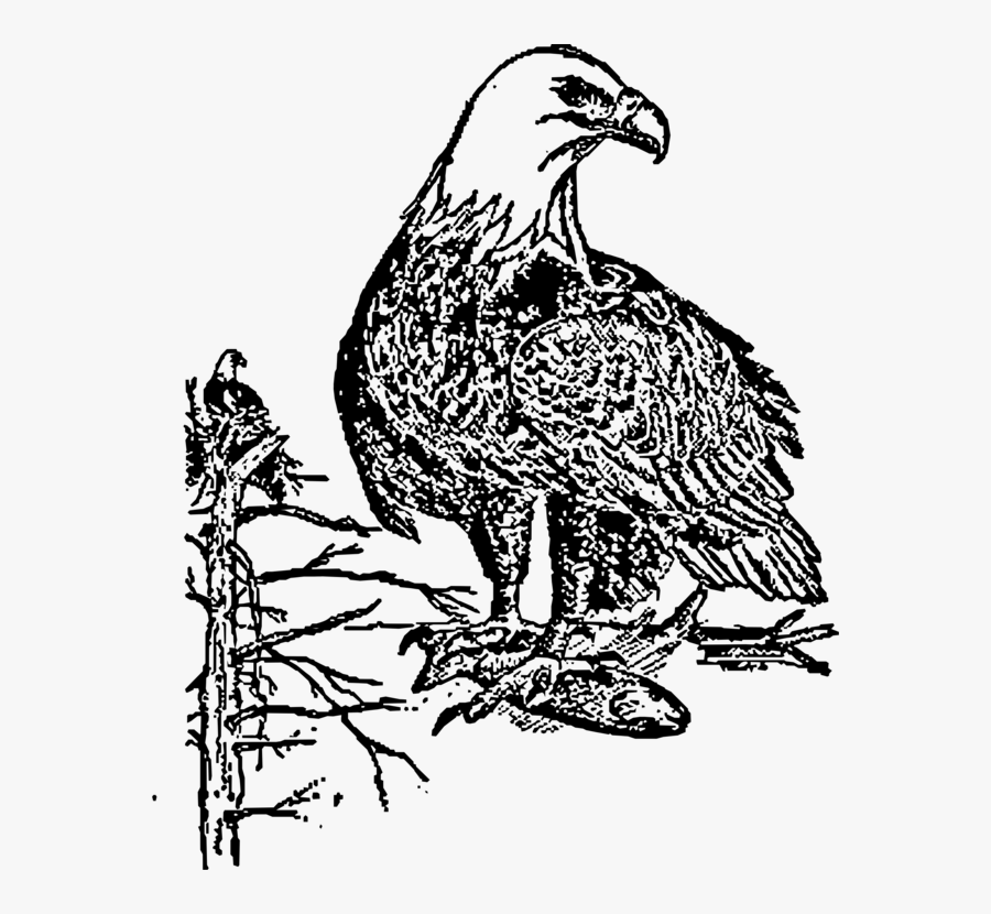 Hawk Clipart Eagle - صور نسر ابيض واسمر, Transparent Clipart