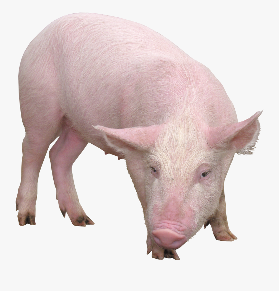 Pig Png Images, Free Picture Download Pigs - Pig Png, Transparent Clipart