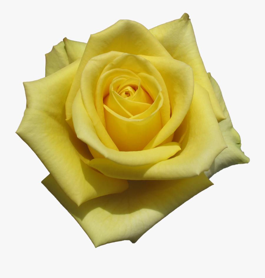 Stardust Rose, Transparent Clipart