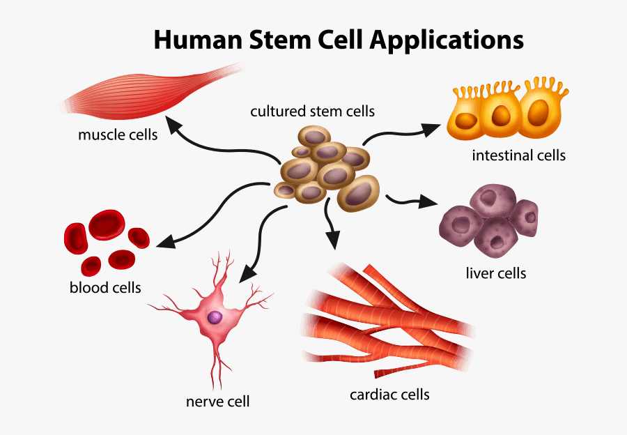 Human Stem Cell Application, Transparent Clipart