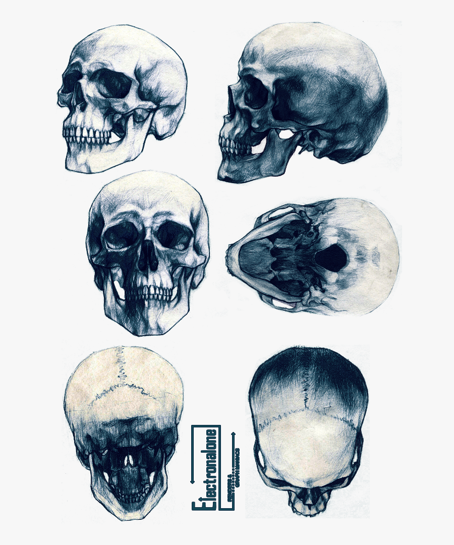 Clip Art Renders Cranes Humain Squelette - Kim Jung Gi Skull, Transparent Clipart