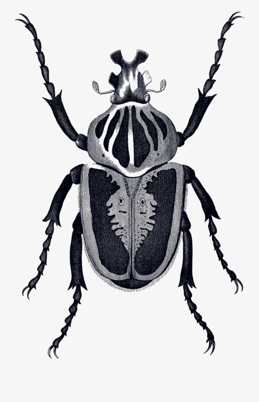 By Mitchell Black From Tattly Temporary Tattoos - Goliath Beetle Drawing, Transparent Clipart