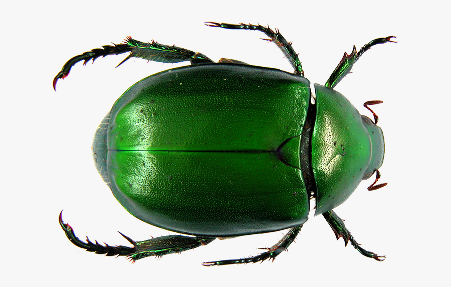 Dung Beetle Flower Chafer Scarab Ancient Egypt - Scarab Beetle, Transparent Clipart