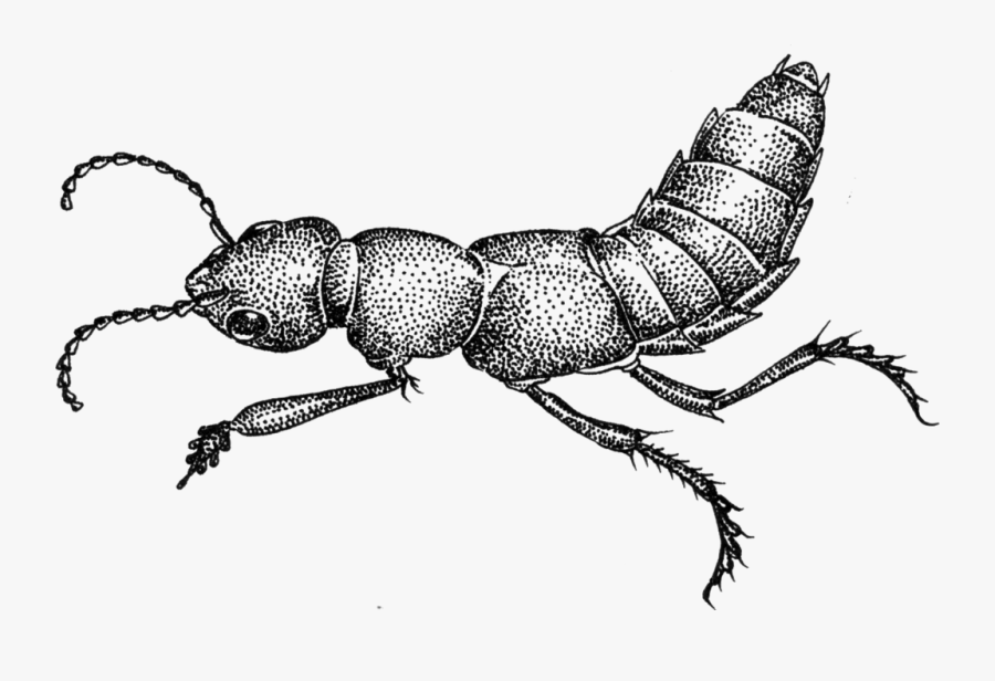 Clip Art Ant Devil S Coach - Devil Coach Horse Transparent, Transparent Clipart