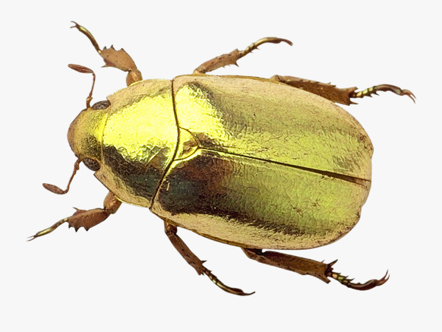 Png Image Purepng Free - Transparent Beetle Png, Transparent Clipart