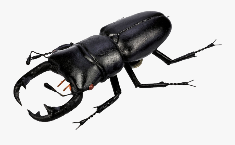 Beetle Transparent Black - Stag Beetle No Background, Transparent Clipart
