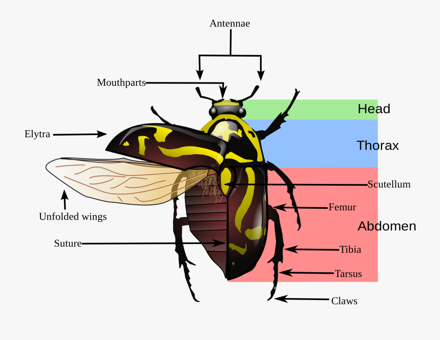 Beetle Morphology, Transparent Clipart