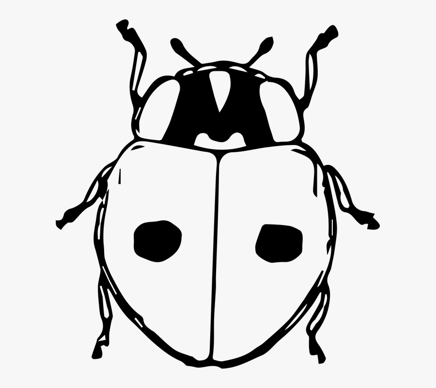 Gambar Kumbang Kartun Hitam Putih, Transparent Clipart