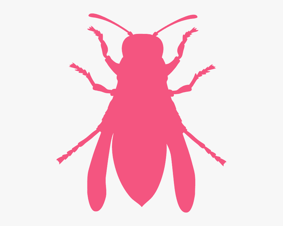 Beetle, Transparent Clipart