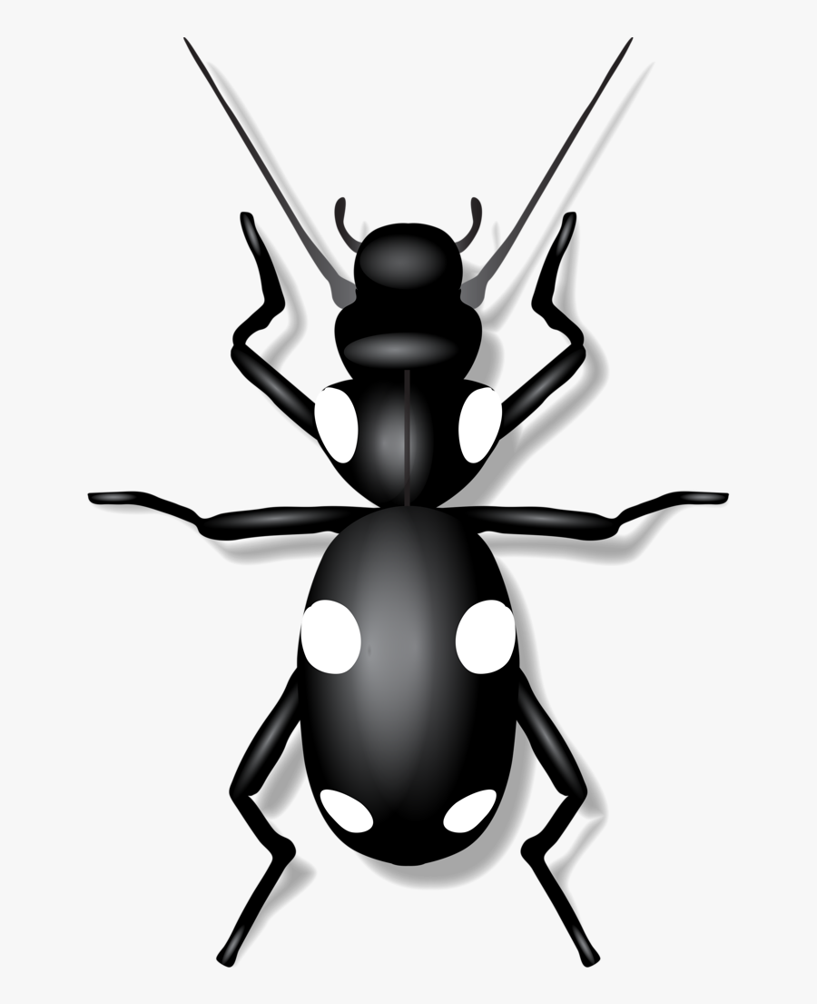 Carpenter Ant, Transparent Clipart