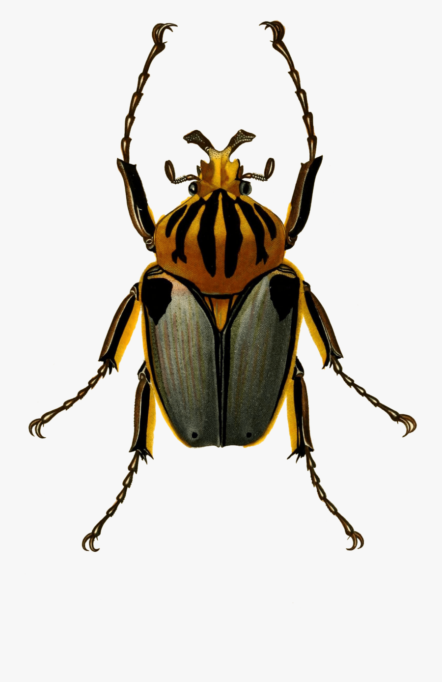 Goliathus Cacicus, Transparent Clipart