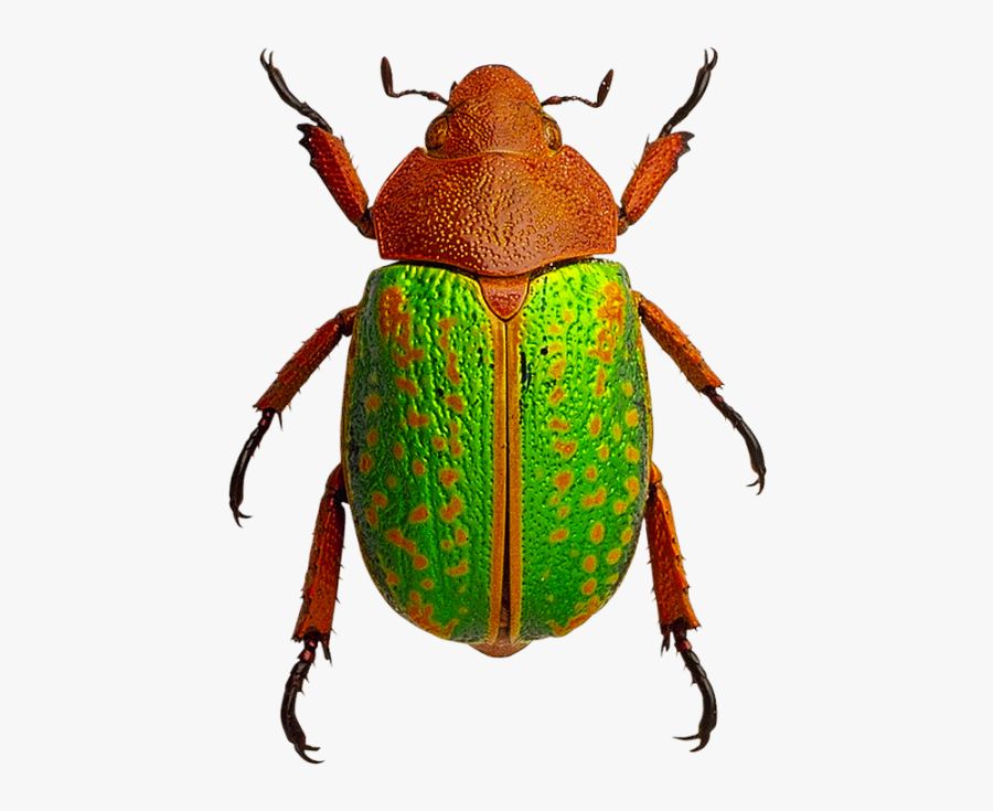 Bugs,ground Beetle,arthropod,leaf Footed Bugs,elephant - Beetle Insects, Transparent Clipart
