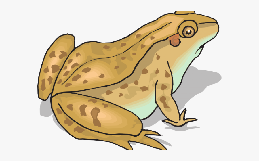 Transparent Toad Clipart Black And White - Toad Clip Art, Transparent Clipart