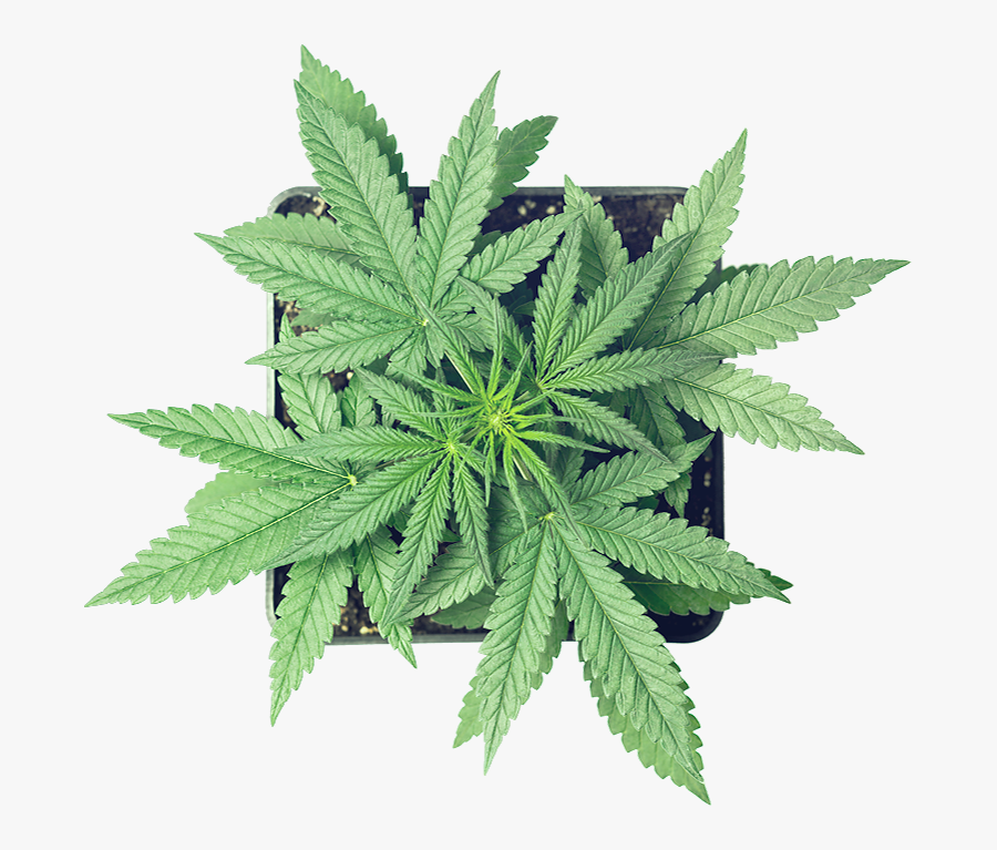 Cannabis, Transparent Clipart